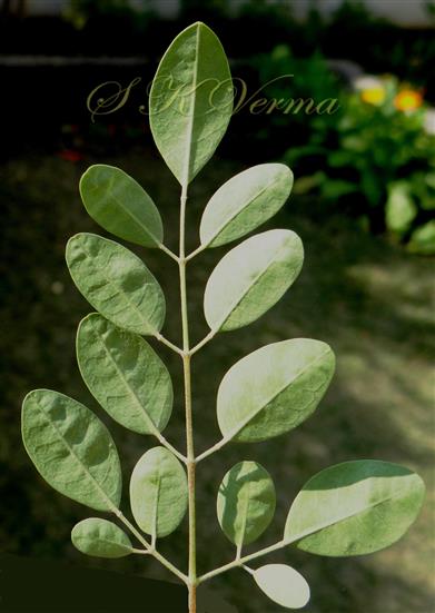  Pinnule